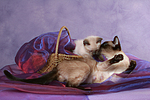 katzenfotos thai