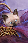 katzenfotos thai