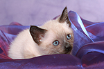 katzenfotos thai