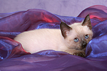 katzenfotos thai