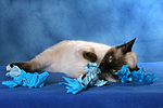 katzenfotos thai