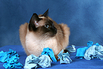 katzenfotos thai