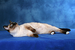 katzenfotos thai