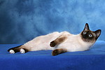 katzenfotos thai
