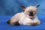 katzenfotos thai