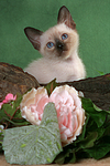 katzenfotos thai