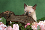 katzenfotos thai