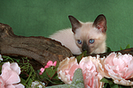 katzenfotos thai