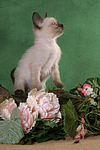 katzenfotos thai
