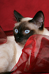 katzenfotos thai