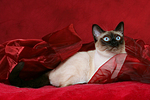 katzenfotos thai