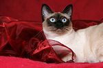 katzenfotos thai