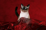 katzenfotos thai