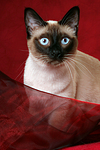 katzenfotos thai