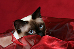 katzenfotos thai