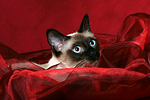 katzenfotos thai