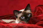 katzenfotos thai