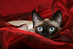 katzenfotos thai