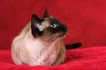 katzenfotos thai