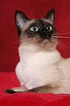 katzenfotos thai