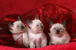 katzenfotos thai