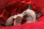 katzenfotos thai