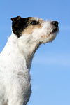 hundefotos parson_russell_terrier