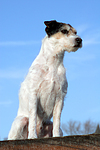 hundefotos parson_russell_terrier