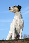 hundefotos parson_russell_terrier