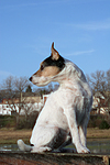 hundefotos parson_russell_terrier