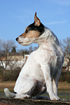hundefotos parson_russell_terrier