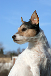 hundefotos parson_russell_terrier
