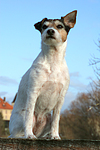 hundefotos parson_russell_terrier