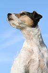 hundefotos parson_russell_terrier