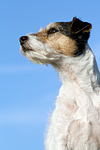 hundefotos parson_russell_terrier