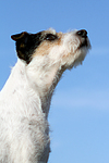 hundefotos parson_russell_terrier