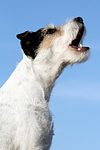 hundefotos parson_russell_terrier