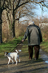 hundefotos parson_russell_terrier