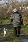 hundefotos parson_russell_terrier