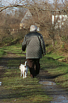 hundefotos parson_russell_terrier
