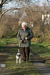 hundefotos parson_russell_terrier