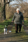 hundefotos parson_russell_terrier
