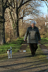 hundefotos parson_russell_terrier