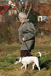 hundefotos parson_russell_terrier
