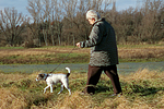 hundefotos parson_russell_terrier