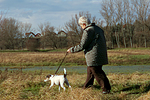 hundefotos parson_russell_terrier