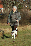 hundefotos parson_russell_terrier