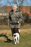hundefotos parson_russell_terrier