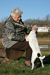 hundefotos parson_russell_terrier