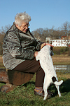 hundefotos parson_russell_terrier